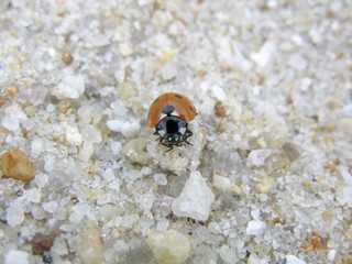 Marienkäfer