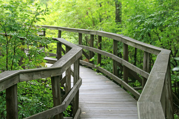 a trail in great swamp