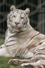 WHITE TIGER RARE SPECIES