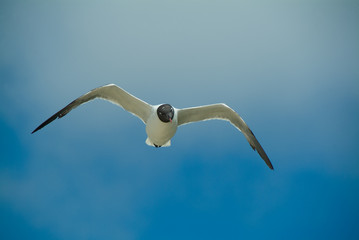 Fototapeta premium Black headed seagull in flight against a blue sky