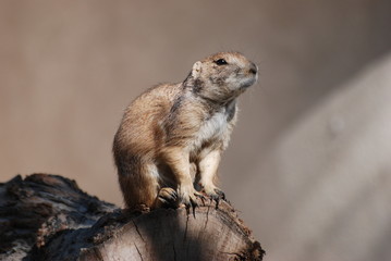 vigilance