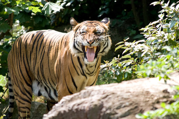 Fototapeta na wymiar Cóż ryknął Tiger
