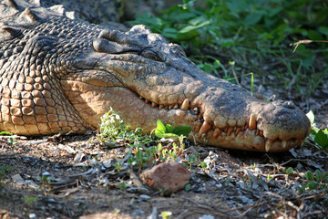 Salzwasserkrokodil Portrait Australien_07_1979