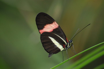 Obraz na płótnie Canvas butterfly , red stripe 2