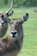ANIMALS