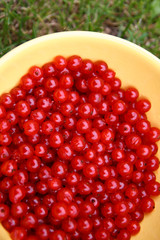 red currants