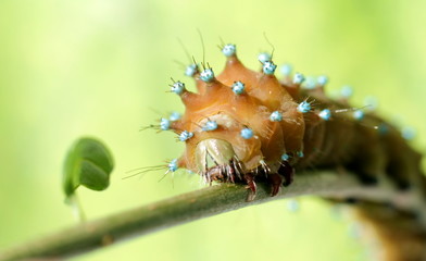 Caterpillar on branch 2