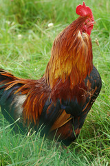 coq de basse-cour