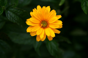 yellow summer flower after rain