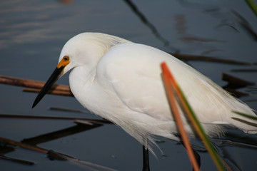 Egret in Water