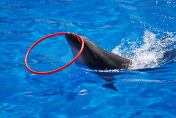 dauphin et jeux