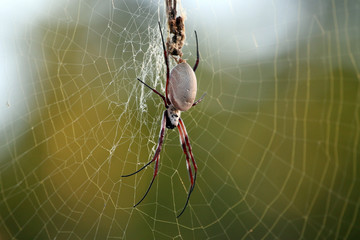 Riesenspinne Australien_07_1995