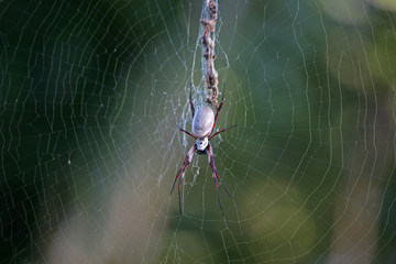 Riesenspinne Australien_07_1996