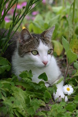Chat europ&eacute;en allong&eacute; dans le jardin