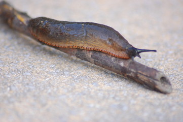 Garden Slug 2