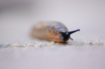 Garden Slug 6