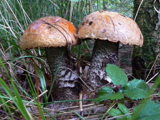 Orange-cap boletus