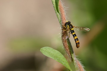 Syrphe