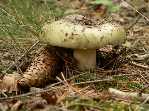 Green Russula