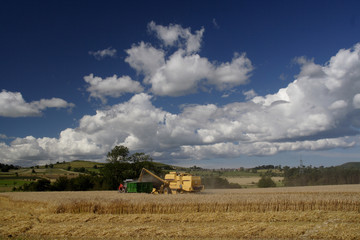 Combine harvester working in the fields 