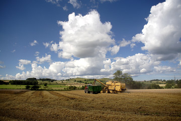 Obraz premium Combine harvester working in the fields 