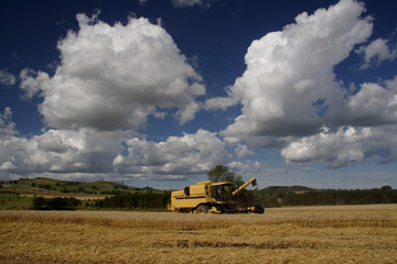 Combine harvester working in the fields 