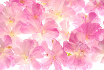 Fototapeta na wymiar pink petals