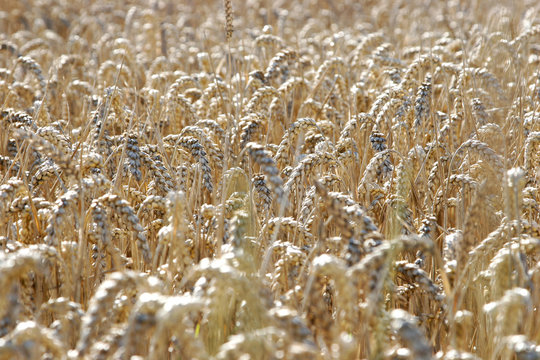 to harvest the corn fields in summer under the sun