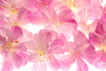 Naklejka na ściany i meble pink flowers