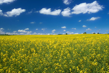 Fototapeta premium bright yellow canola field against cumulus clouds