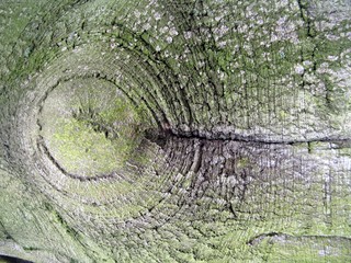 baumrinde einer buche