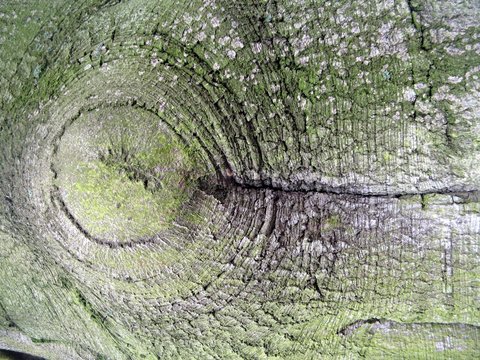 baumrinde einer buche