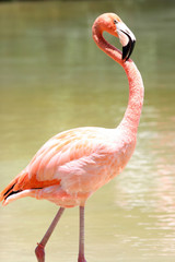 PINK FLAMINGO OF FLORIDA