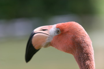 PINK FLAMINGO OF FLORIDA