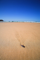 Single shell lying on a long beach on a summers day 
