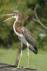 Fototapeta premium FLORIDA NATIVE BIRD CALLING 