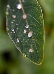 wet leaf