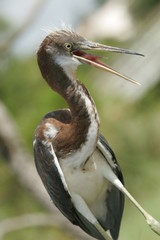 FLORIDA BUE HERON