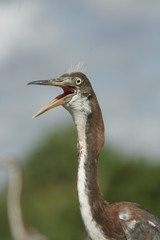 BLUE HERON FLORIDA UP CLOSE