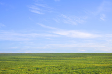 Fototapeta na wymiar Nature background. Green grass field against a blue sky 