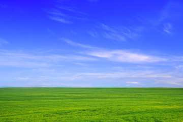 Nature background. Green grass field against a blue sky