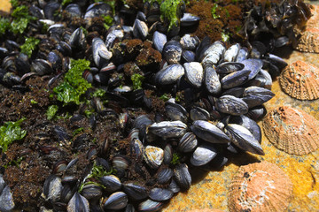 Cluster of young mussels and other shells 