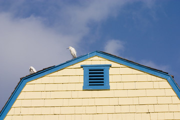 two white birds on roof on a Cape Cod style building