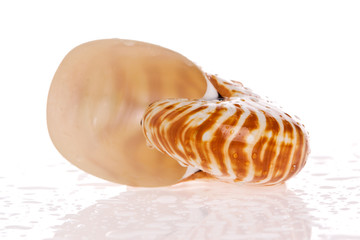 Obraz na płótnie Canvas Nautilus seashell isolated on white background