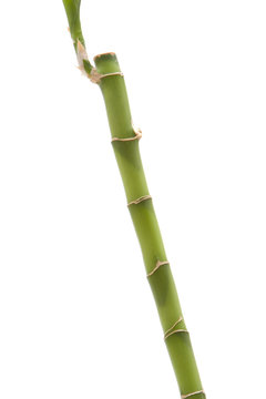 Bamboo plant on isolated white background