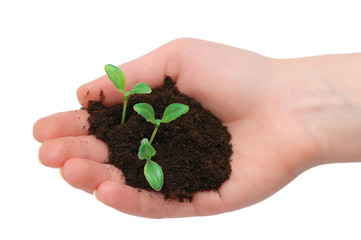 Hands holding seedling isolated on  white background