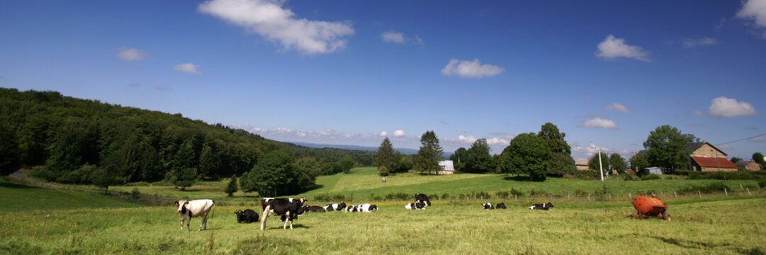 les vaches et la ferme