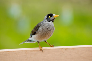 A Noisy Miner - an Australian native bird.