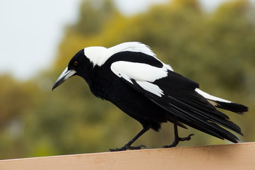 An Australian Magpie walks along a railing.