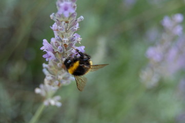 lavande et abeille